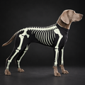 Large dog wearing black skeleton bodysuit costume